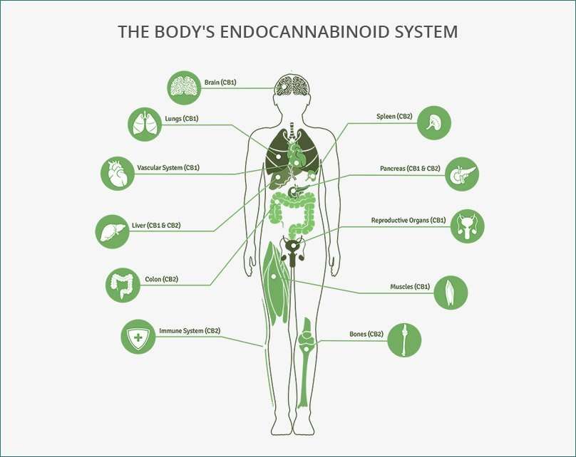 Human Endocannabinoid System
