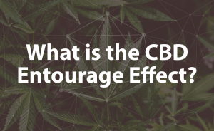 What is the CBD Entourage Effect?
