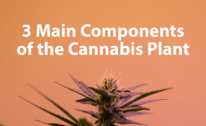 3 Main Components Of the Cannabis Plant