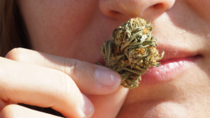 Woman smelling terpenes on a cannabis bud