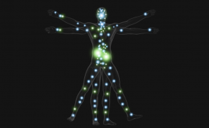 Endocannabinoid System receptor locations on the human body using the Vitruvian man