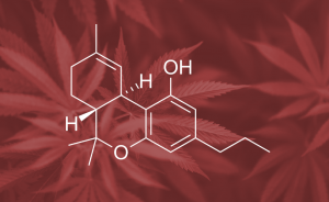What is THCA